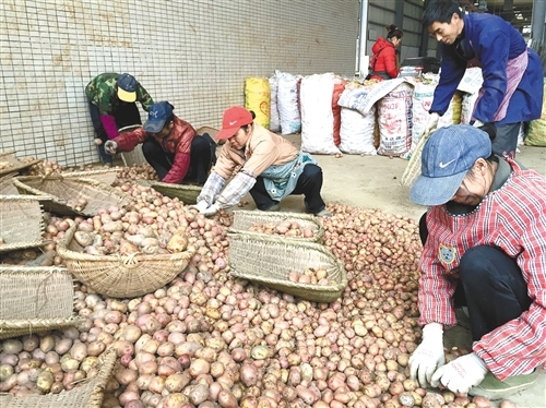 65种生鲜蔬菜分拣过程加工方式标准流程