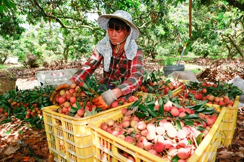 夏天生鲜怎么发货，夏天生鲜配送调整要点