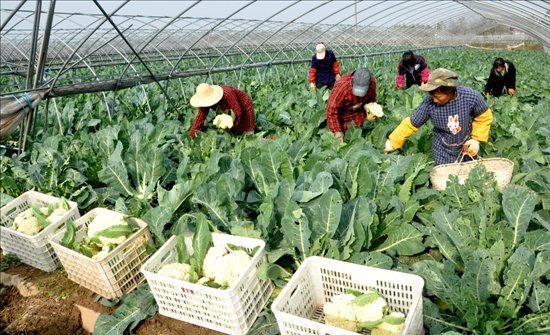 蔬菜基地怎么经营