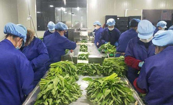 2020年各类生鲜蔬菜分拣技术规范教程（四）