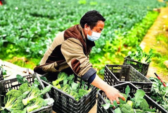农产品滞销的原因是什么？农产品滞销怎么办？