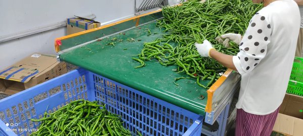 蔬菜验收标准有哪些