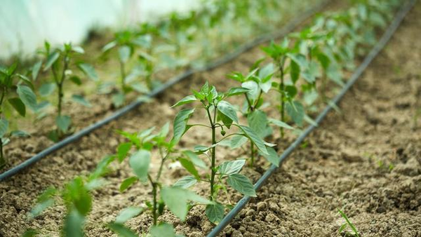 基于物联网技术的食品安全追溯框架