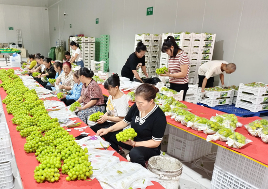 智能分拣系统效能榜:蔬东坡人效提升 50% 领跑行业深度应用场景